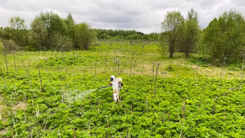 В Ивановской области из-за борщевика можно лишиться земли