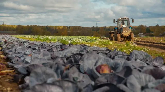 В Кинешемском районе вырастят 500 тысяч саженцев капусты