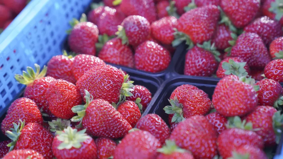 Названы самые ягодные районы Ивановской области