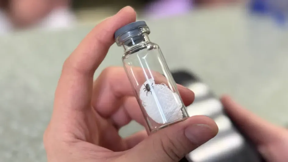 В Ивановской области с начала сезона начали выявлять клещевой боррелиоз В Ивановской области с начала сезона начали выявлять клещевой боррелиоз