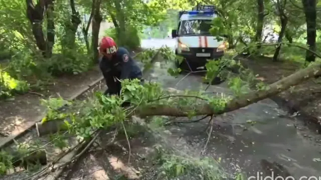 В Иванове ураганный ветер повалил более двухсот деревьев