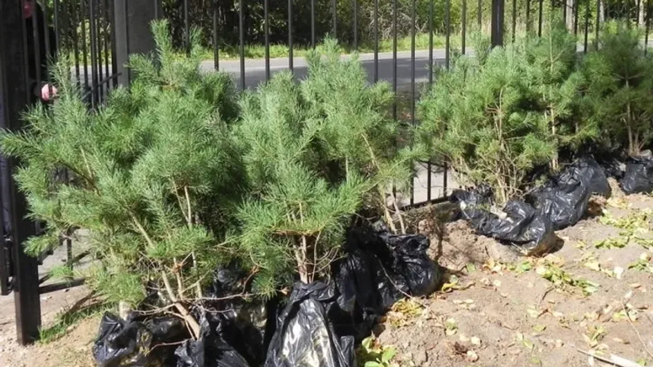 В Вичуге маленькие дети сломали деревьев на полмиллиона рублей