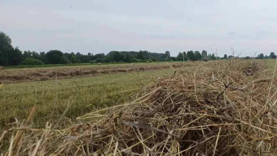 Аграрии Ивановской области заготовили половину кормов на зиму Аграрии Ивановской области заготовили половину кормов на зиму