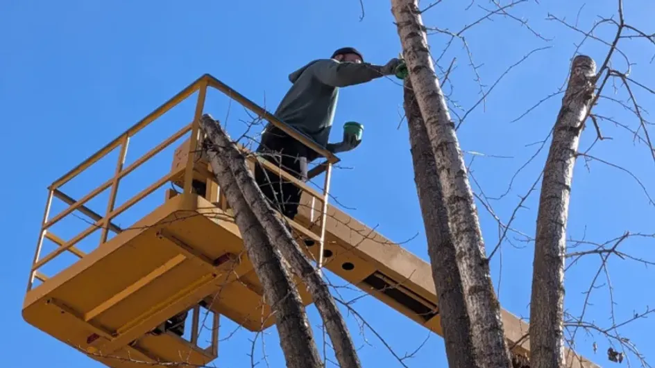 В Иванове подрядчик приступил к сносу аварийных деревьев и обрезке
