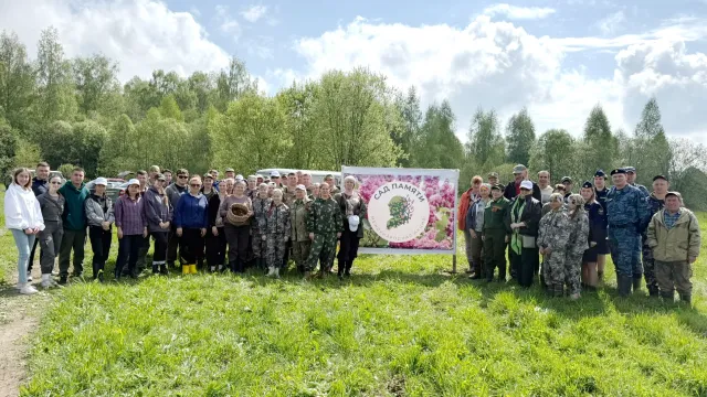 Сад Памяти пополнили тысячи елей в Родниковском районе