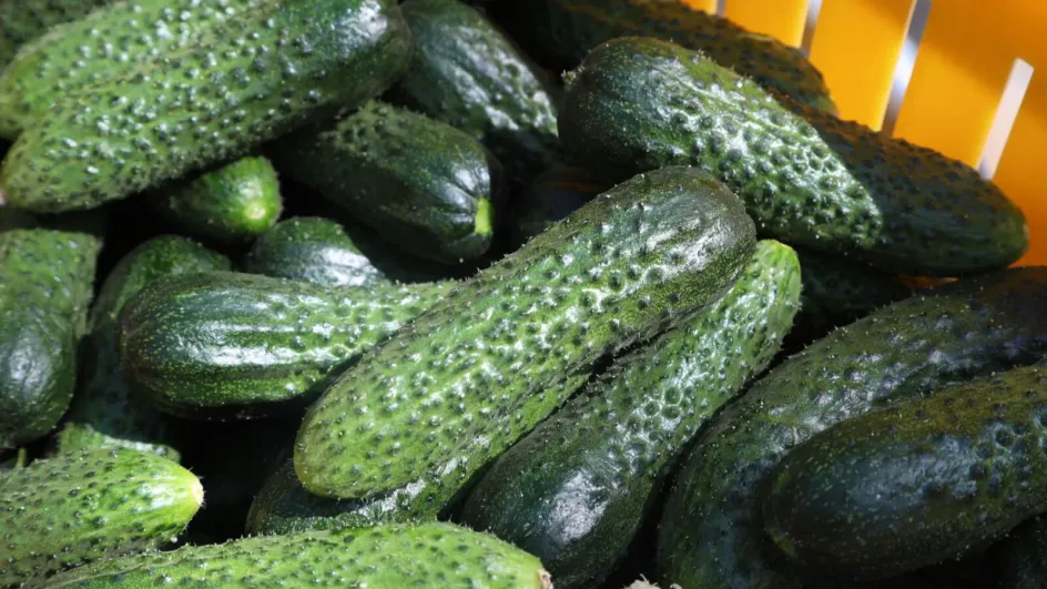 ФАС начнет проверку роста цен на огурцы в России