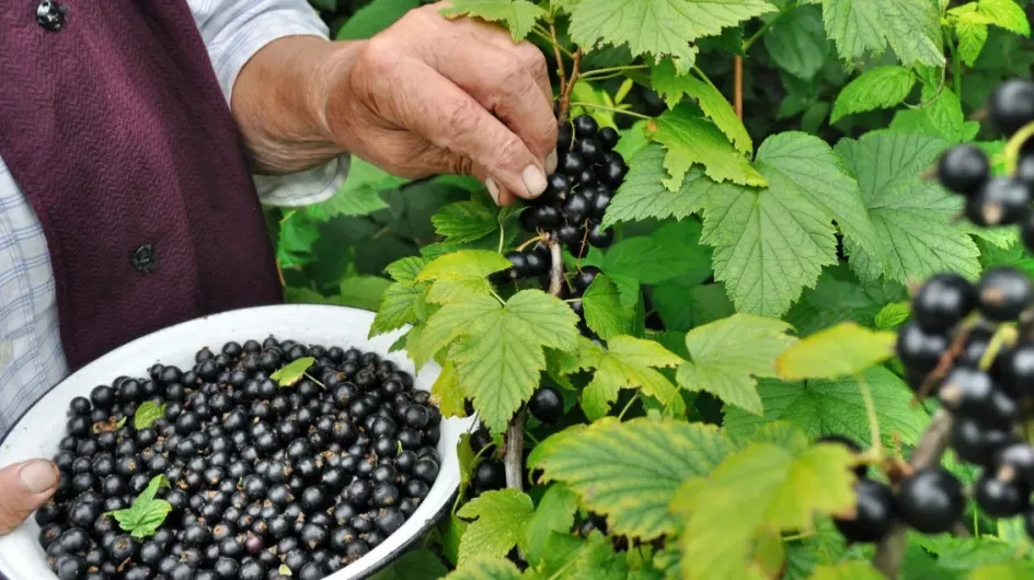 В Лежневском районе благодаря господдержке заложили ягодные плантации черной смородины