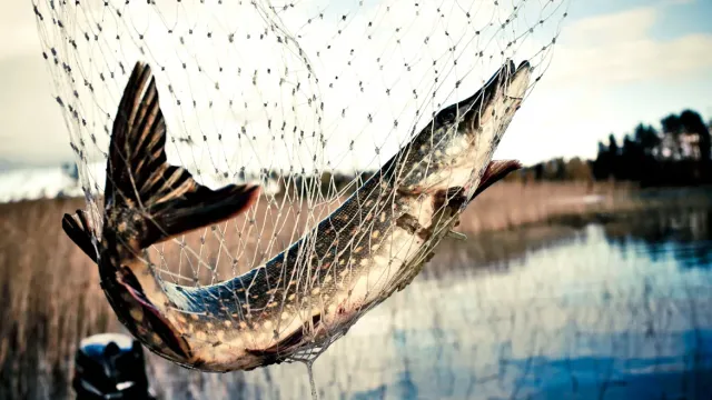 В Юрьевецком районе жестоко наказан удачливый рыбак