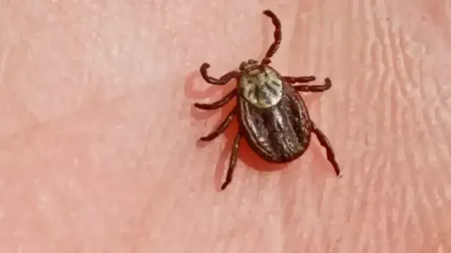 В Ивановской области зафиксированы первые случаи укусов клещей в году