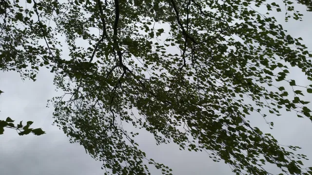 Снег и ветер оставили часть районов Ивановской области без света