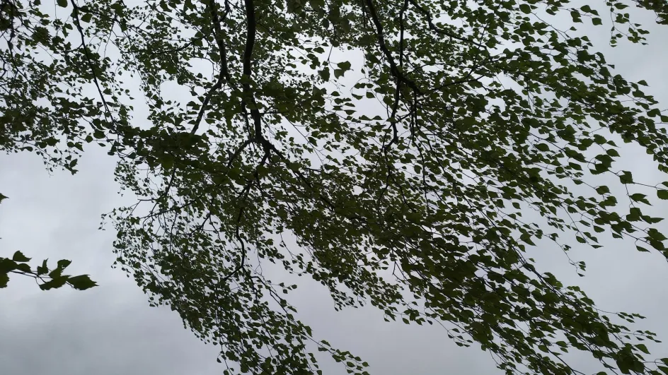 Снег и ветер оставили часть районов Ивановской области без света