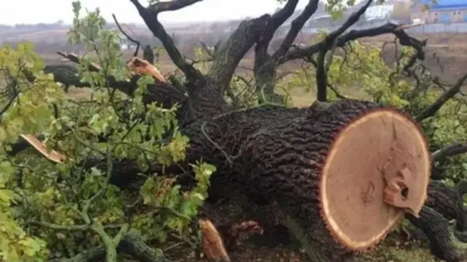 Мэрия Ялты хотела взыскать с ивановца почти миллион за два дуба