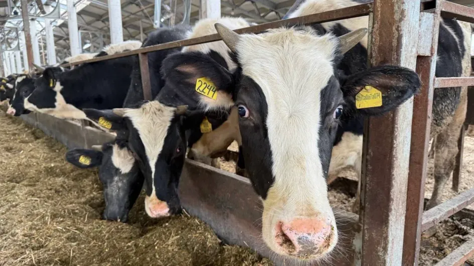 Агроинвестиции Ивановской области выросли благодаря госпрограммам Агроинвестиции Ивановской области выросли благодаря госпрограммам