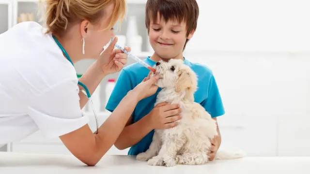 Скидка на лечение: Животные тоже достойны!