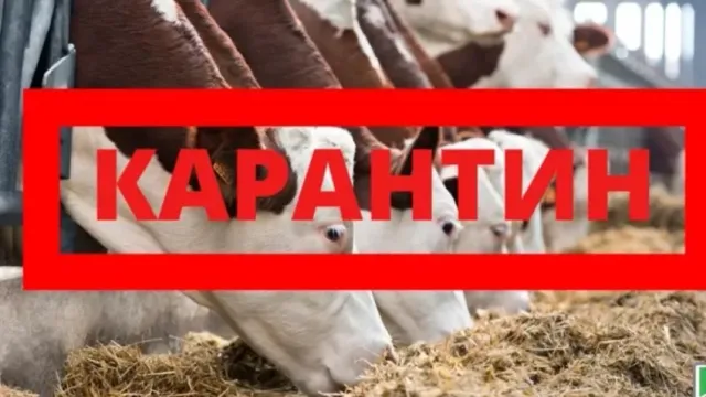 Рогатому скоту в Ивановской области угрожает лейкоз