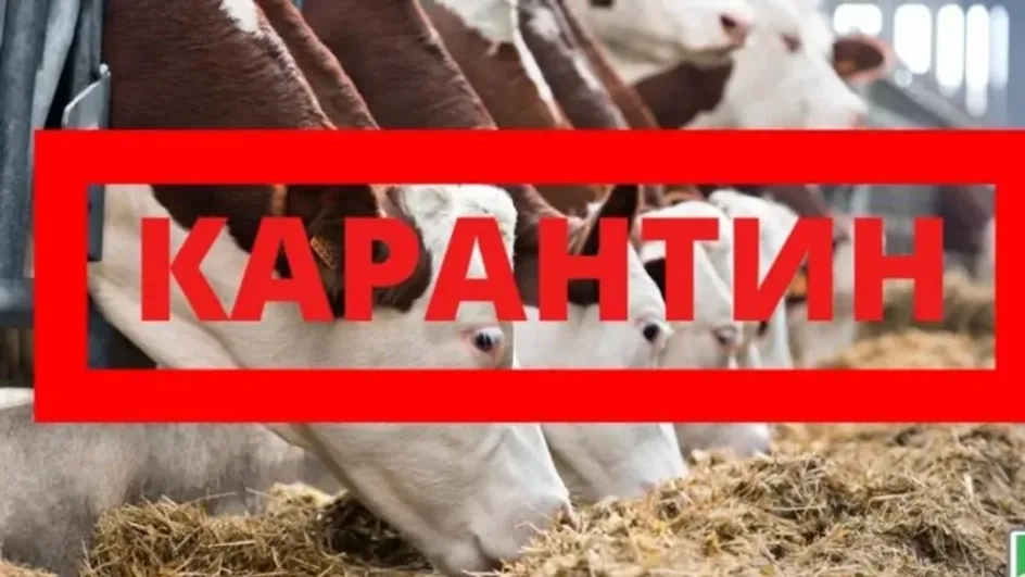 Рогатому скоту в Ивановской области угрожает лейкоз Рогатому скоту в Ивановской области угрожает лейкоз