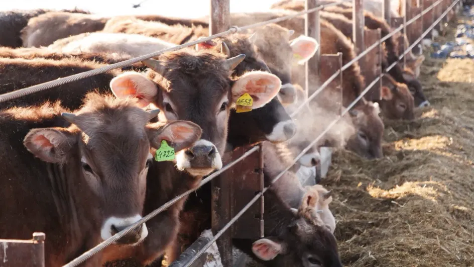 Сельскому хозяйству Ивановской области поможет агрострахование