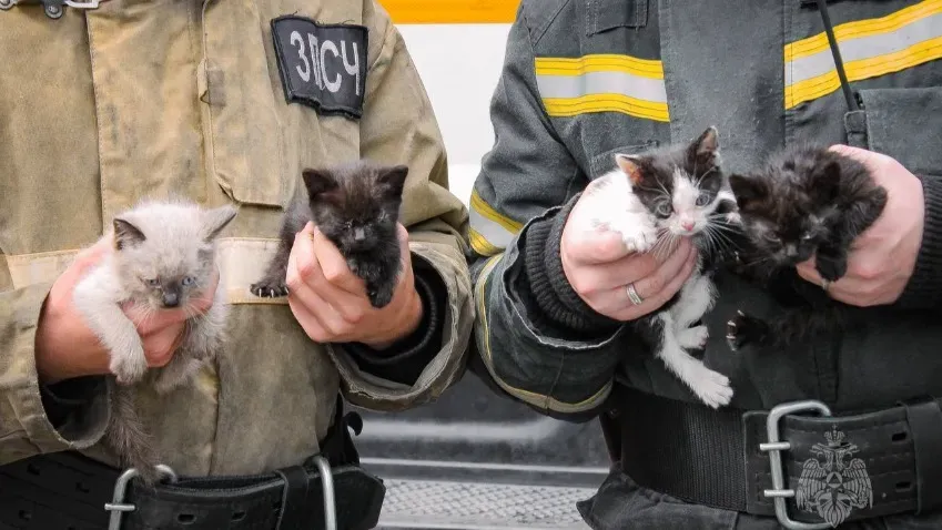 В Иванове пожарники нашли дом для маленьких котят