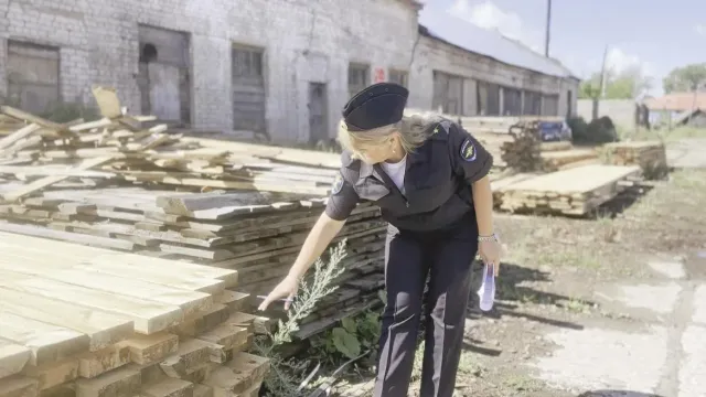 В Ивановской области задержаны высокопоставленные лесорубы