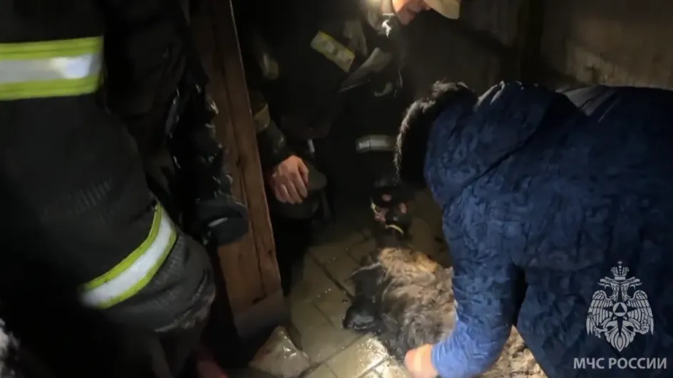 В Шуе при пожаре пожарные спасли собаку В Шуе при пожаре пожарные спасли собаку
