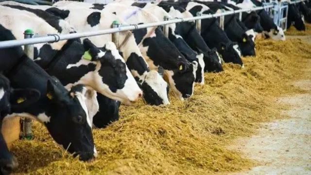 В Ивановской области ввели единый грант для развития фермерских хозяйств