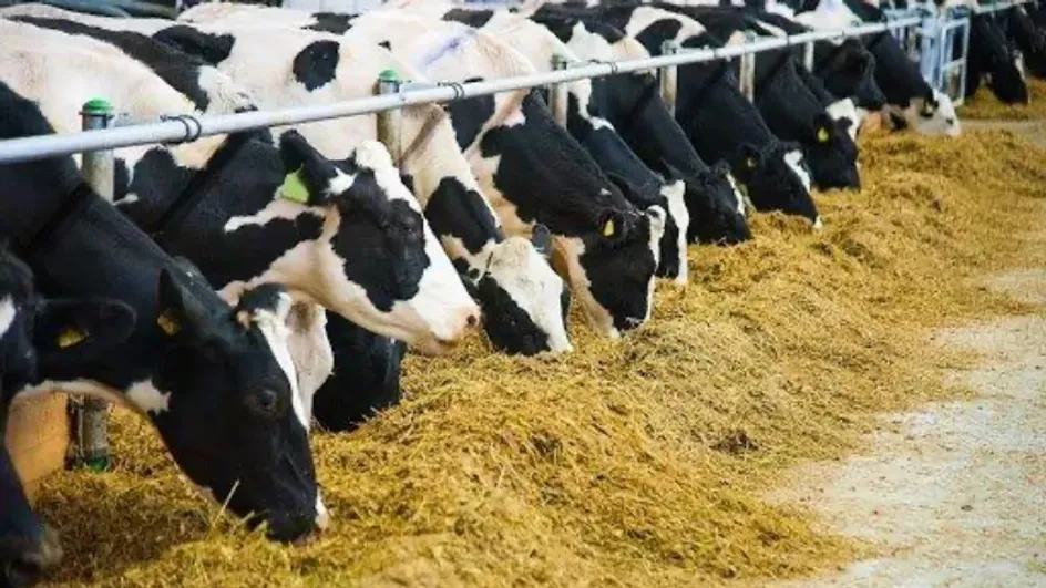 В Ивановской области ввели единый грант для развития фермерских хозяйств