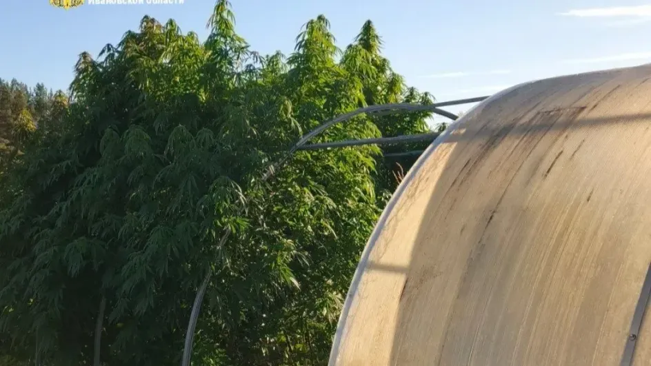 В Южском районе предстанет перед судом подпольный плантатор