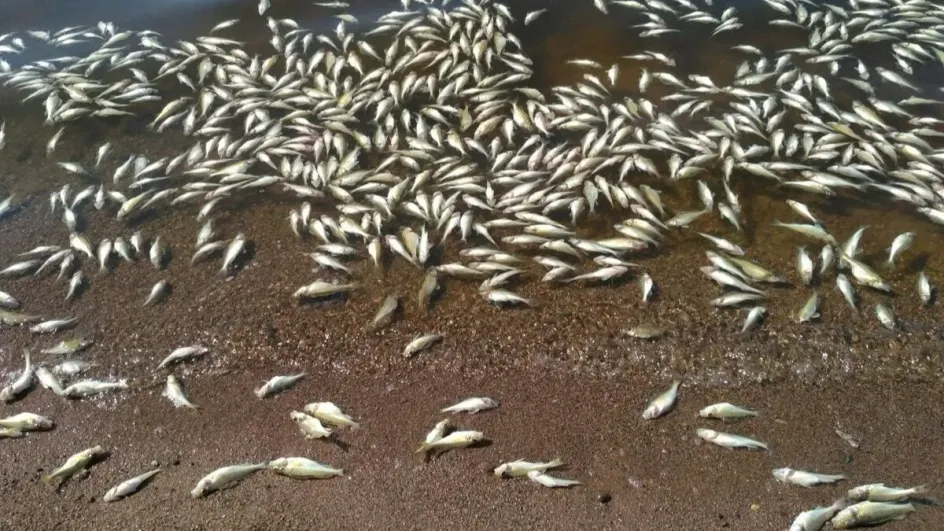 В Финском заливе из-за жаркой погоды начала умирать рыба
