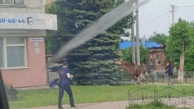 В самом центре Иванова, на пл. Пушкина и ул. Почтовой, вечером 23 мая носился лось