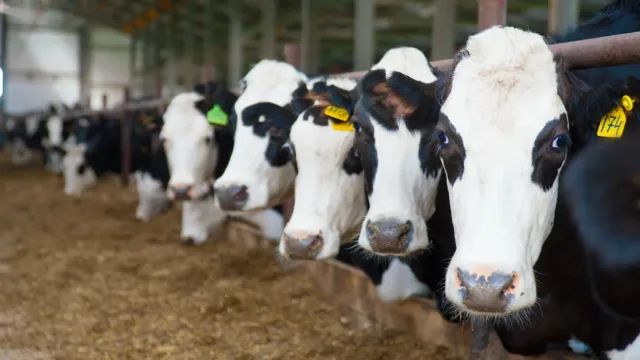 Ивановские коровы улучшают экономику региона