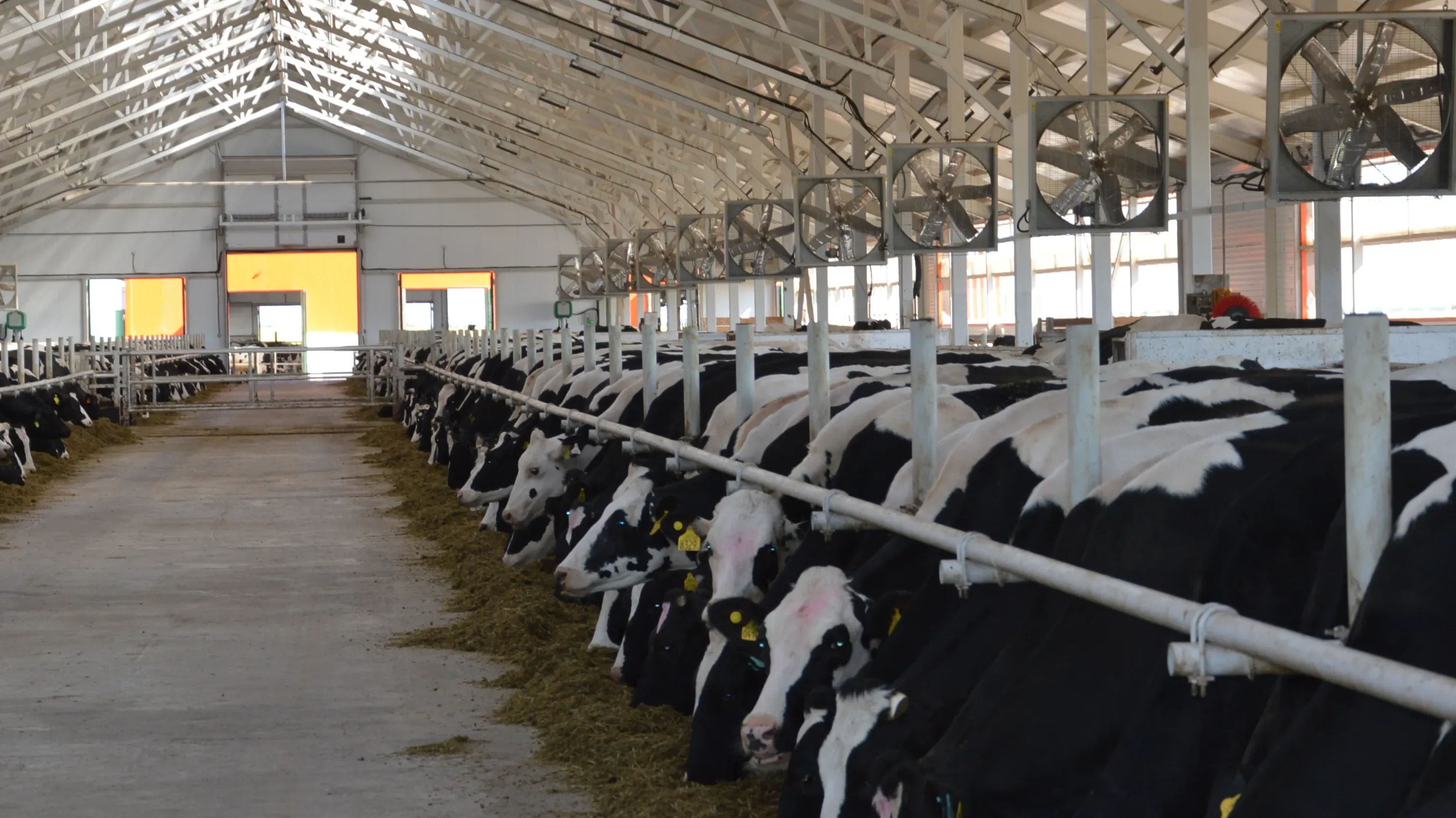 Строительство молочного комплекса в Гаврилово-Посадском районе позволит получать еще 3,5 тыс....