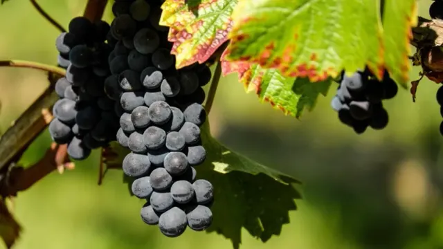 Как добиться богатого урожая винограда: Секреты ухода в июне