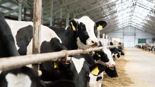 Животноводы Ивановской области получат от государства около 114 млн