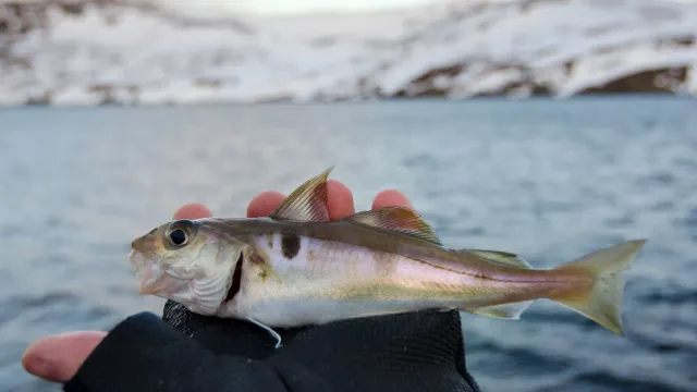 Самая выгодная рыба: Срочно беги в магазин!