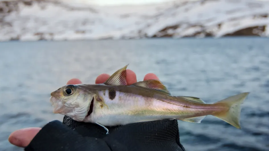 Названа рыба, которая сильнее всего подешевела с начала 2026 года