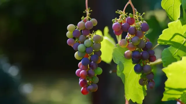 Чем кормить виноград в июне: советы агронома