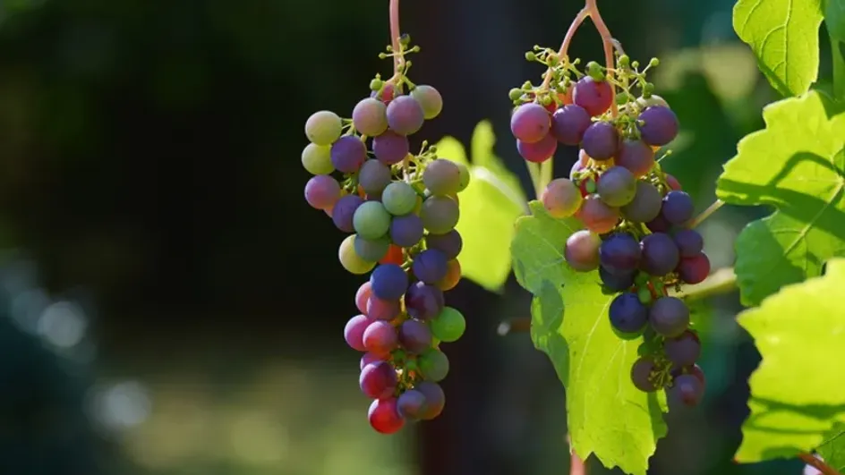 Секреты июньской подкормки винограда для обильного урожая