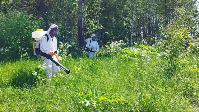 От борщевика Сосновского в Ивановской области обработано более 1,4 тыс. гектаров земель