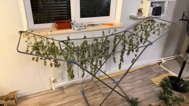 В Иванове полицейские поймали подпольного агронома