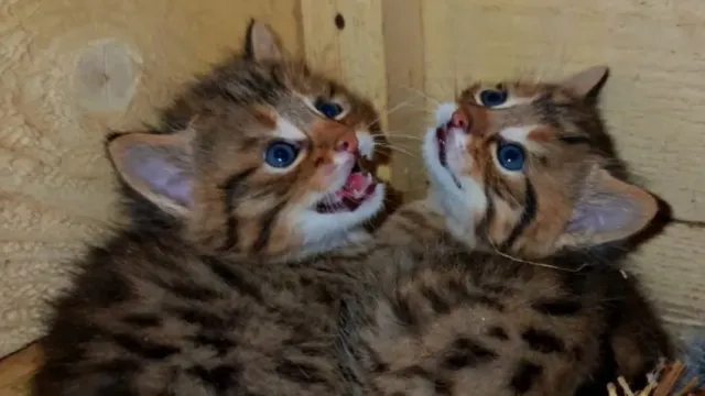 В Ивановском зоопарке скрывали факт рождения детенышей лесного кота