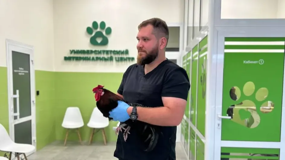 Ивановские куры станут более здоровыми и сильными
