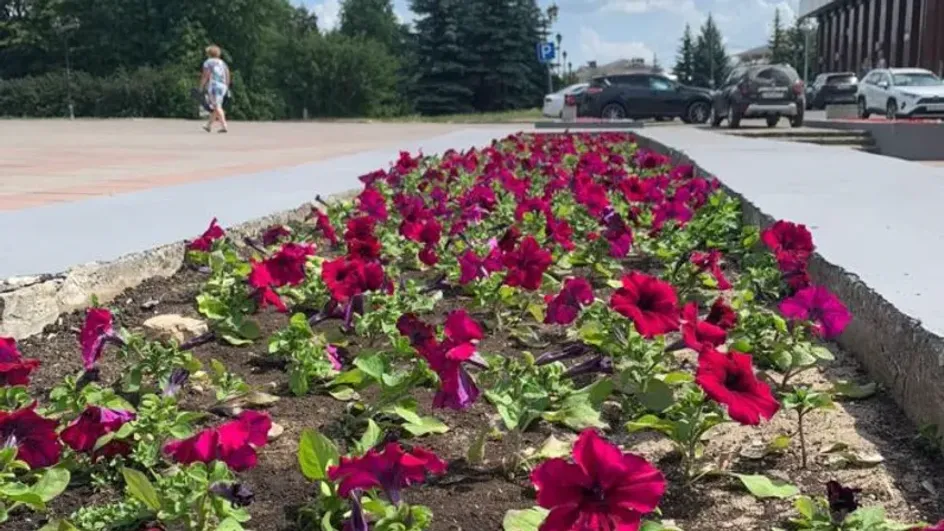 В Иванове тюльпаны меняют на однолетние цветы