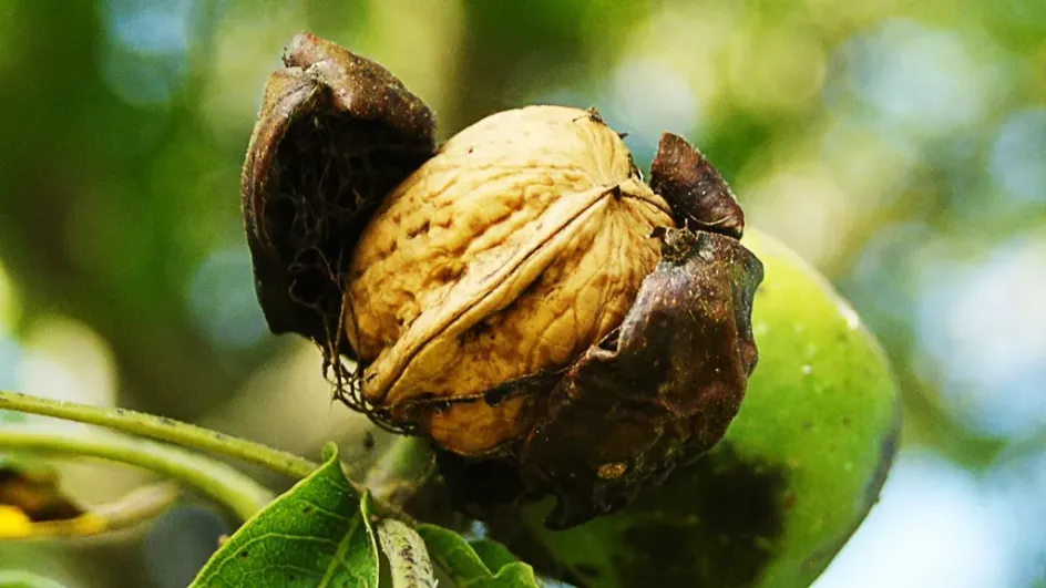 Совместить несовместимое: как правильно сажать грецкий орех рядом с плодовыми деревьями