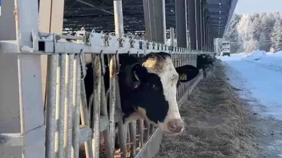 В Родниковском районе начнут доить знаменитых коров В Родниковском районе начнут доить знаменитых коров