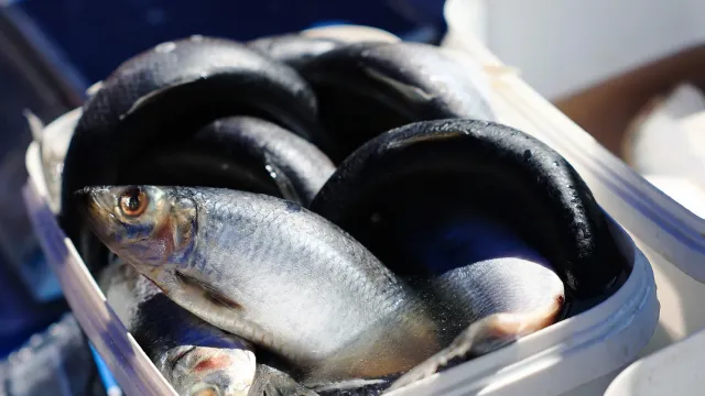 Бегом за селедкой: Цена пробила дно!