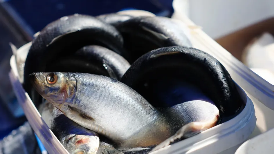 В России резко подешевела селедка