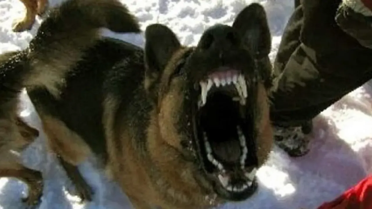 Гонки на собаках. Испытания и состязания собак. Ipo кинология. Малинуа зкс. Испытания и состязания собак.