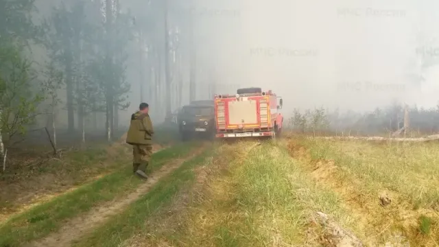 В Пестяковском районе Ивановской области утром вспыхнул лесной пожар