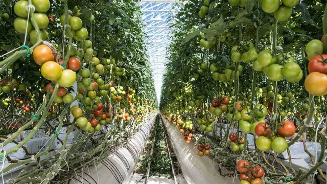 Овощи по цене мяса: Россияне в ужасе!