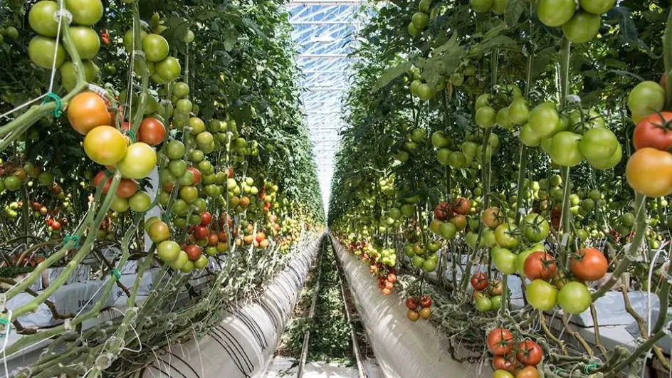 Цены на тепличные овощи в России поставили новый рекорд Цены на тепличные овощи в России поставили новый рекорд